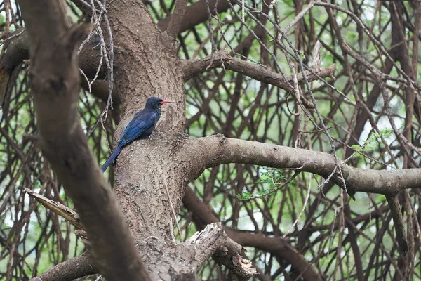 Pirogue verte Phoeniculus purpureus près des passereaux Phéniculidés tropicaux Kenya Amboseli avec lézard pêcheur — Photo