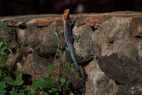 常见的玛瑙红头岩玛瑙或彩虹玛瑙蜥蜴科肯尼亚 — 图库照片