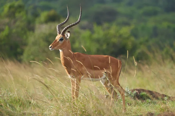 Impala Group Impalas Antelope Porträtt Afrika Safari — Stockfoto