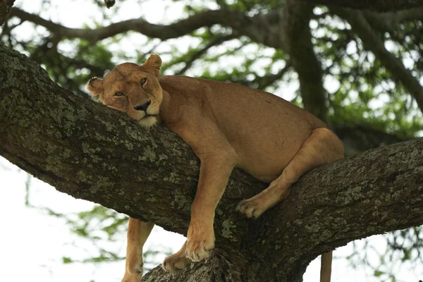 Lioness árvore escalada Serengeti - Lion Safari Retrato — Fotografia de Stock