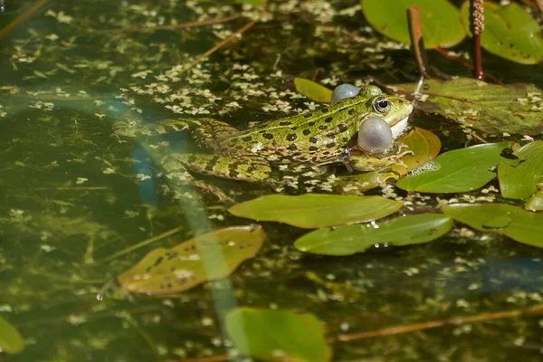 目と膀胱の美しい反射と緑の湖の水カエルPelophylax — ストック写真
