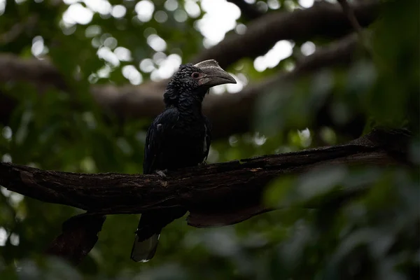 Silvery cheeked hornbill Bycanistes brevis Tanzania Lake Manyara or trumpeter hornbill Bycanistes bucinator — Stock Photo, Image