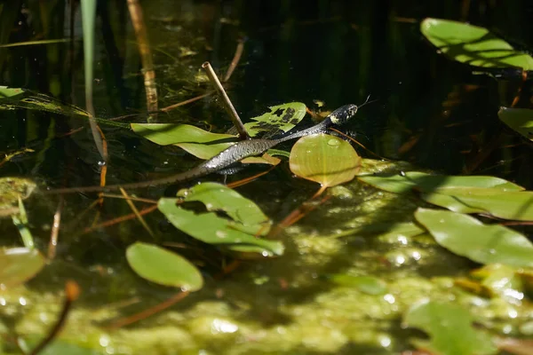 Gras Snake in Lake Natrix Natrix Portrait — стоковое фото