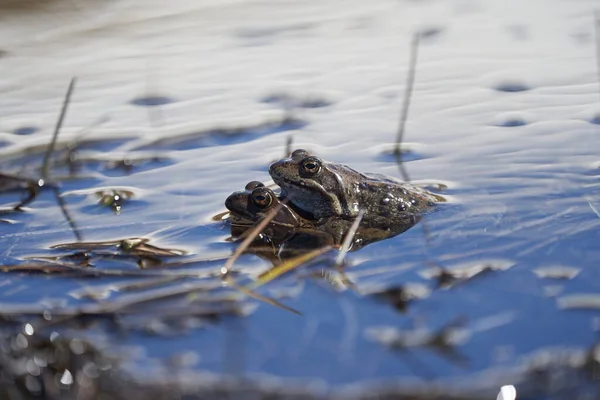 Rana d'acqua Pelophylax e Bufo Bufo nel lago di montagna con bellissimo riflesso degli occhi Primavera Abbinamento — Foto Stock