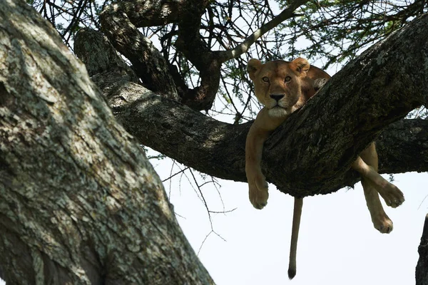 Lioness árvore escalada Serengeti - Lion Safari Retrato — Fotografia de Stock