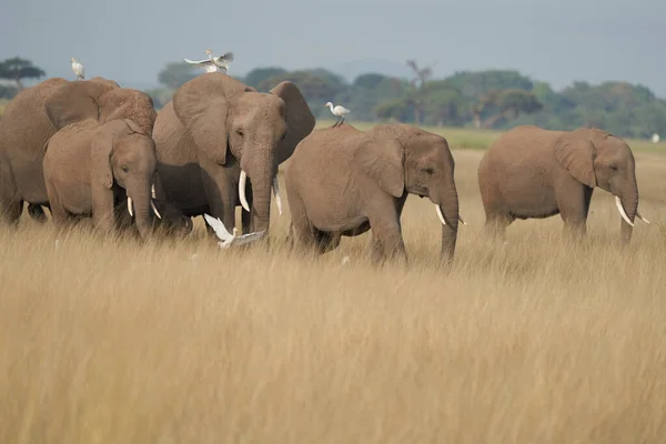 Een Elephant Group Amboseli Big Five Safari Withe Reiger Savanna — Stockfoto