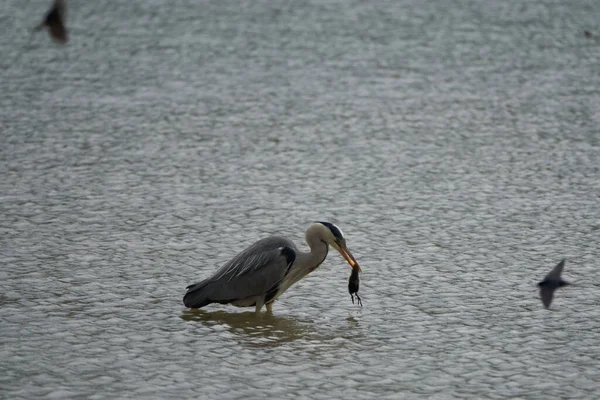 Gri Balıkçıl Ardea Cinerea Uzun Bacaklı Yırtıcı Kuş Balıkçıl Kuş — Stok fotoğraf