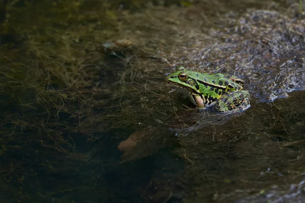 目とブラダーの美しい反射と緑の湖の水カエルペフロハイラックス高品質の写真 — ストック写真