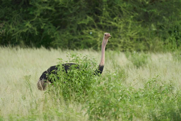 共通のダチョウStruthio Camelusアフリカケニアサバンナ 高品質の写真 — ストック写真