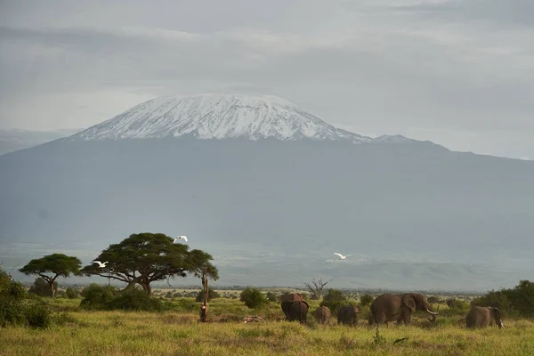 Kilimandżaro Słoń Amboseli Big Five Safari Savanna Afrykański Krzak Słoń — Zdjęcie stockowe