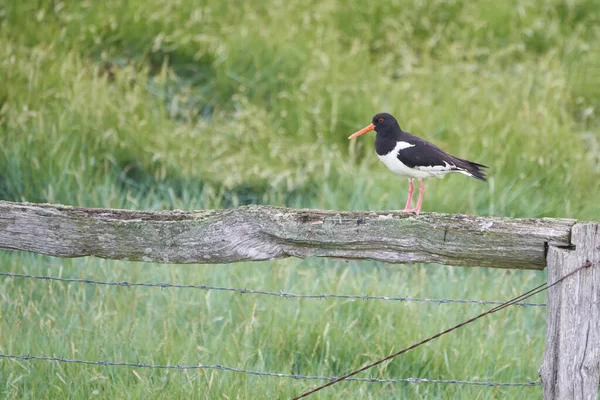 Euraziatische Scholekster Haematopus Ostralegus Gewone Pied Palaearcticus Aan Woeste Zee — Stockfoto