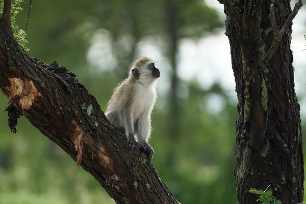 Vervet Majom Chlorocebus Pygerythrus Óvilág Majom Család Cercopithecidae Arica Kenya — Stock Fotó