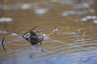 Dağ gölünde su kurbağası Pelophylax ve Bufo Bufo 'nun güzel gözleri vardır. Yüksek kalite fotoğraf
