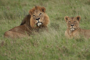 Kenya 'da aslan ve aslan. Yüksek kaliteli fotoğraf Afrika Safari 
