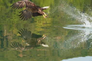 Beyaz kuyruklu Kartal Yakalayıcı Yılan Balığı Yılan Balığı Gölü Avı. Yüksek kalite fotoğraf Tüy Mükemmellik Balığı