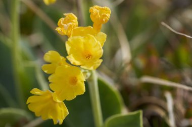 Primula auricula dağ ineği kulağı Primulaceae Macro taşır. Yüksek kalite fotoğraf