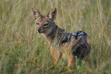 Altın Çakal Canis Aureus Safari Vahşi Portresi. Yüksek kalite fotoğraf
