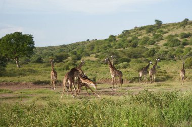 Afrika 'daki zürafa Zürafa Safari Büyük Beş Afrika Portresi