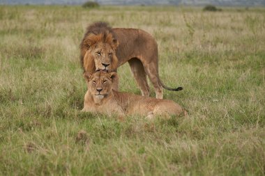 Kenya 'da aslan ve aslan. Yüksek kaliteli fotoğraf Afrika Safari 