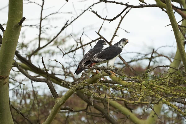 Augur Buizerd Paar Buteo Augurarge Afrikaanse Roofvogel Met Vangst Oostelijk — Stockfoto