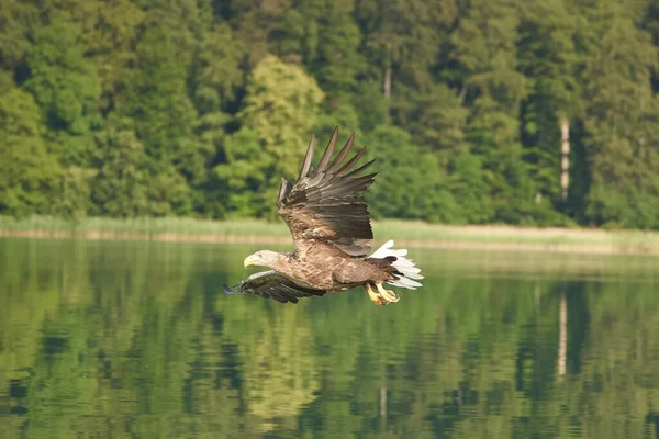 Vitstjärtad Örn Som Fångar Raptor Lake Hunting Hög Kvalitet Foto — Stockfoto