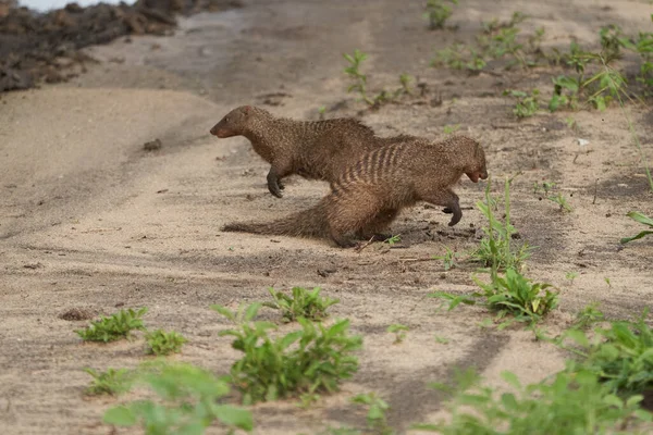 णवत — स्टॉक फ़ोटो, इमेज