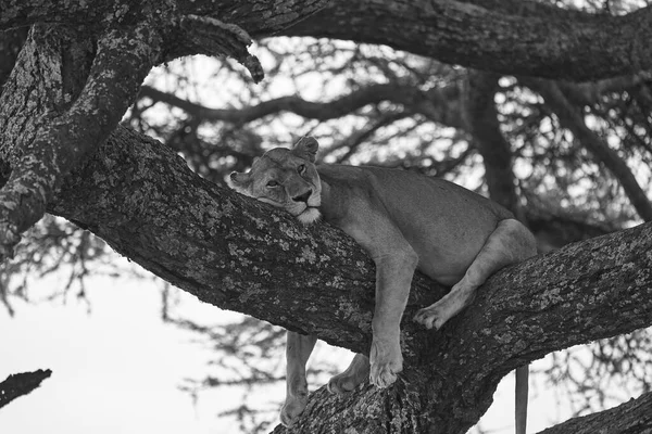 León Leona Serengeti Foto Alta Calidad Africa Safari Tanzania Árbol — Foto de Stock