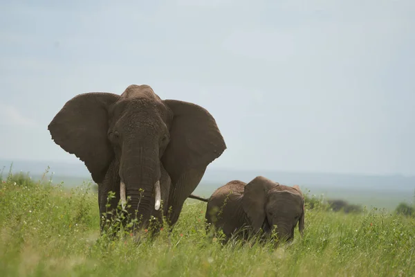 Olifant Baby Amboseli Big Five Safari Baby Savanna Gras Afrikaanse — Stockfoto