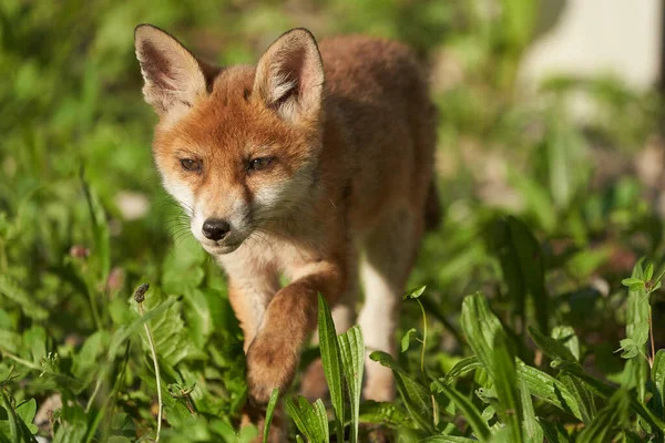 Akşam Güneşinde Red Fox Portresi Vulpes Vulpes Vulpes Yüksek Kalite — Stok fotoğraf