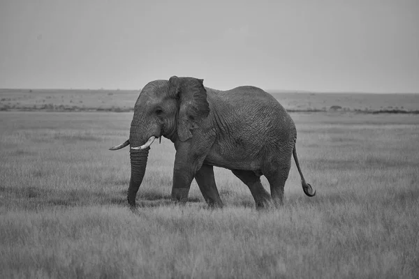 Big Elephant Tusker Amboseli Big Five Safari Savanna African Bush — стоковое фото