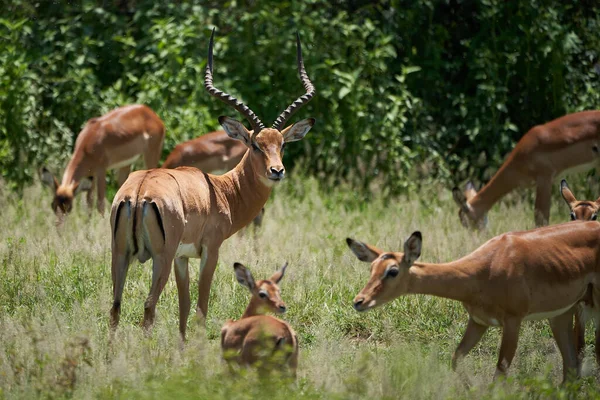 Impala Group Impalas Antelope Porträtt Afrika Safari Högkvalitativt Foto — Stockfoto