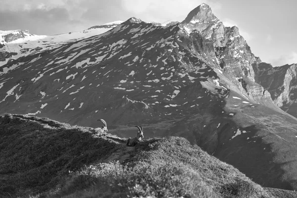 Capricorn Alpine Ibex Capra ibex Mountain Swiss Alps. High quality photo. Switzerland Black and White Landscape Scenery