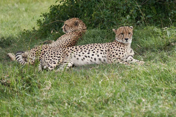 Cheetah Brothers Africa Safari Masai Mara Portrait Высокое Качество Фото — стоковое фото