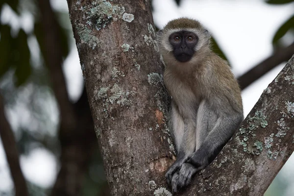 Vervet Majom Chlorocebus Pygerythrus Óvilág Majom Család Cercopithecidae Arica Kenya — Stock Fotó