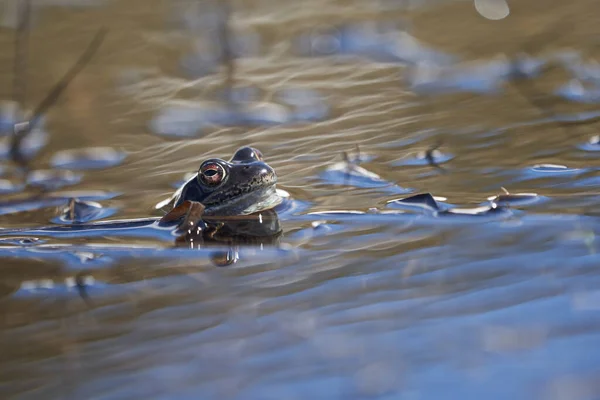 Vízi Béka Pelophylax Bufo Bufo Hegyi Tóban Gyönyörű Szemtükörképpel Kiváló — Stock Fotó