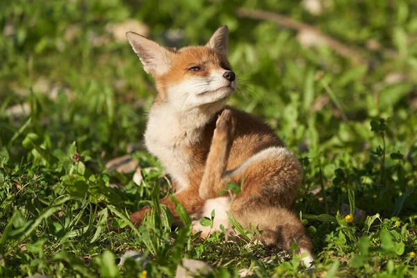 Red Fox Portrait Vulpes Vulpes Evening Sun High Quality Photo — Stock Photo, Image