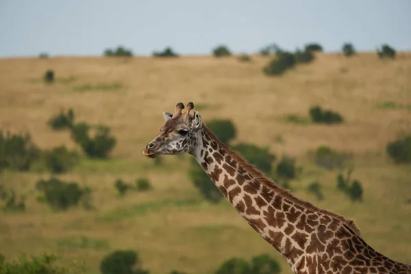 Jirafa África Giraffa Safari Big Five Retrato África Clear — Foto de Stock