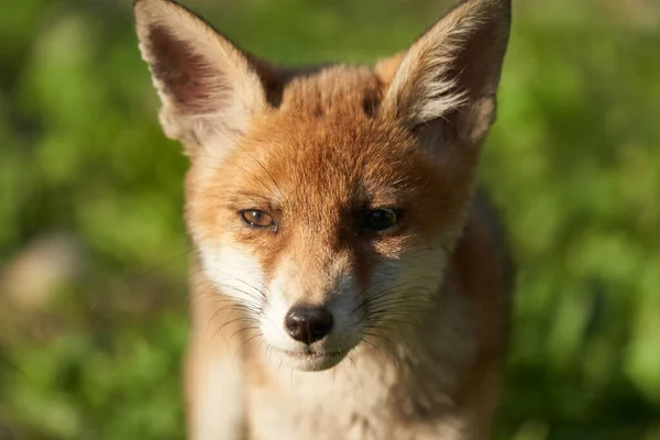 Akşam Güneşinde Red Fox Portresi Vulpes Vulpes Vulpes Yüksek Kalite — Stok fotoğraf