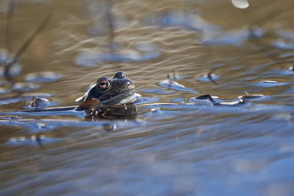 Vízi Béka Pelophylax Bufo Bufo Hegyi Tóban Gyönyörű Szemtükörképpel Kiváló — Stock Fotó