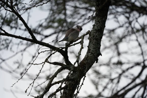 Striped Kingfisher Halcyon Chelicuti Portrait Cute Tree High Quality Photo — Stock Photo, Image