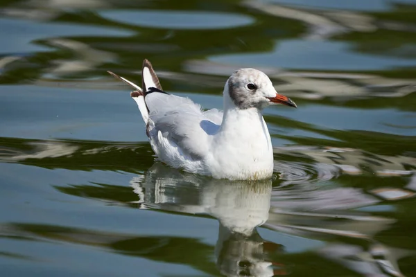 Gaivota Cabeça Preta Chroicocephalus Ridibundus Pequena Gaivota Água Foto Alta — Fotografia de Stock