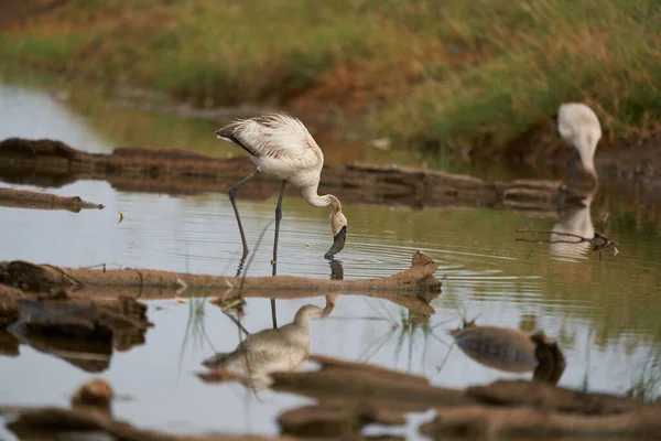 Фламинго Phoenicopteridae Бродит Африке Красивой Красочной Высокое Качество Фото Озера — стоковое фото