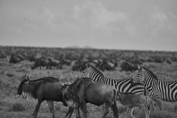 Великая Миграция Serengeti Gnu Wildebeest Zebra Connochaetes Taurinus Высокое Качество — стоковое фото