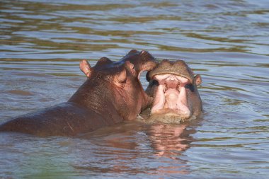 Hippo Hippopotamus amfibik Afrika Safari Portresi. Yüksek kalite fotoğraf