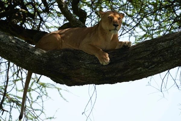 Løvinne Serengeti Høykvalitetsfoto Afrika Safari Tanzania Tree Climbing – stockfoto