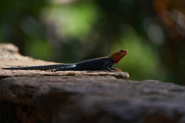 Agama Común Agama Cabeza Roja Agama Agama Arco Iris Una —  Fotos de Stock