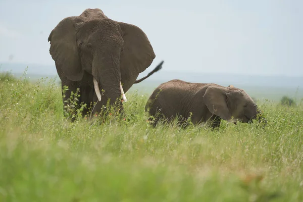 大象宝宝安博塞利 五大萨法里宝宝萨凡娜格拉斯非洲丛林象非洲非洲大象罗索多塔妈妈的爱 — 图库照片