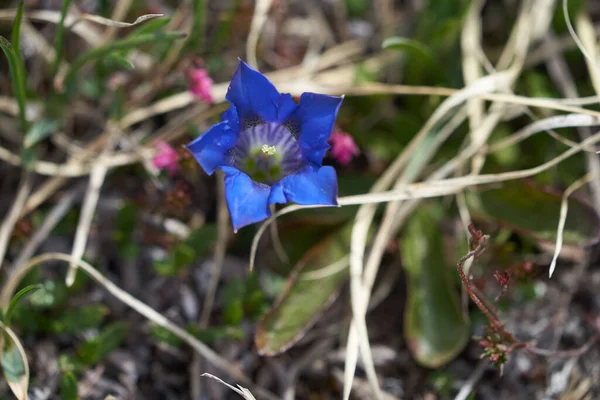 Gentiana Clusii Flower Sweet Lady Clusius Gentian Large Flowered Native — 스톡 사진