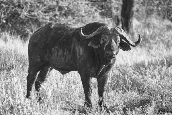 Grande Búfalo Água Serengeti Syncerus Caffer Big Five Safari Preto — Fotografia de Stock