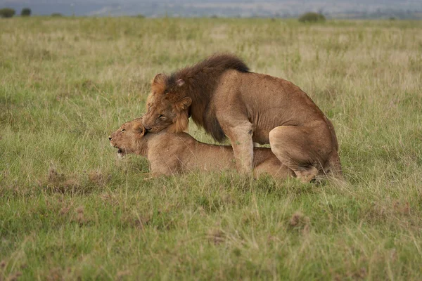 Leona León Kenia Foto Alta Calidad Africa Safari — Foto de Stock